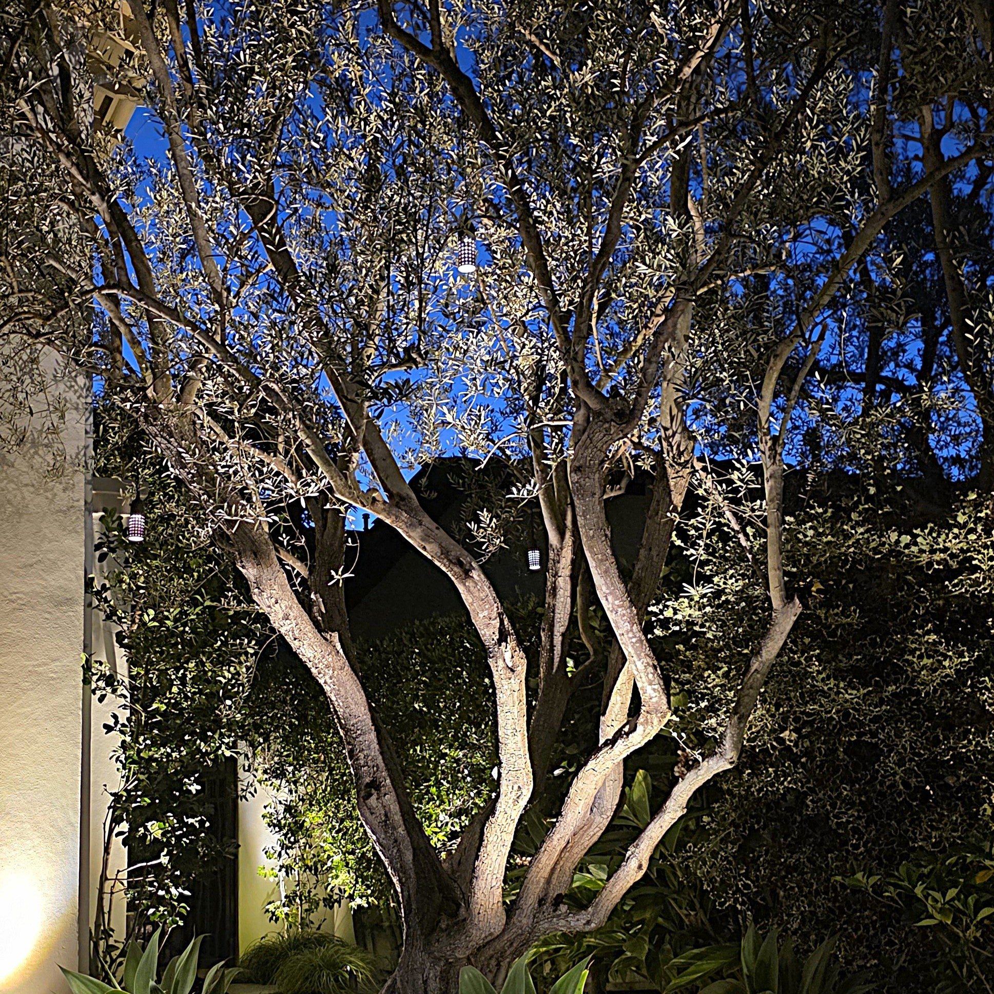 low light hanging plants outdoor Suspendu Low Voltage LED Brass Pedant-Hanging Light 4W 2700K Soft Warm White