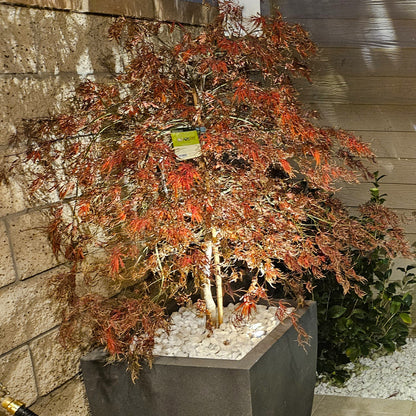 MurPass Cast Brass Mini In-Ground Deck Recessed Light