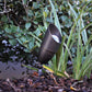 Nouve Elysee Solid Brass Spot Light Outdoor Landscape Lighting - Lumiere Lighting