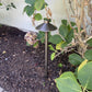 Chapelle Solid Cast Brass Path & Area Light - Low Voltage Landscape Lighting - Lumiere Lighting